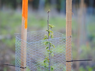 Aufforstung - Maschendraht schützt Baum vor Verbiss