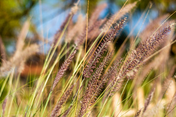 Poaceae on evening at garden