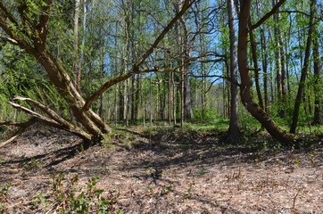 Fr&uuml;hling im Wald - am Flussbett schiefe B&auml;ume