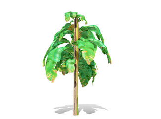 3D rendering - Banana tree  isolated over a white background use for natural poster or  wallpaper design, 3D illustration Design.