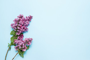Spring lilac flowers on blue background. Top view, copy space