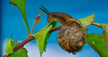2668_The_slug_eating_some_leaf09.jpg