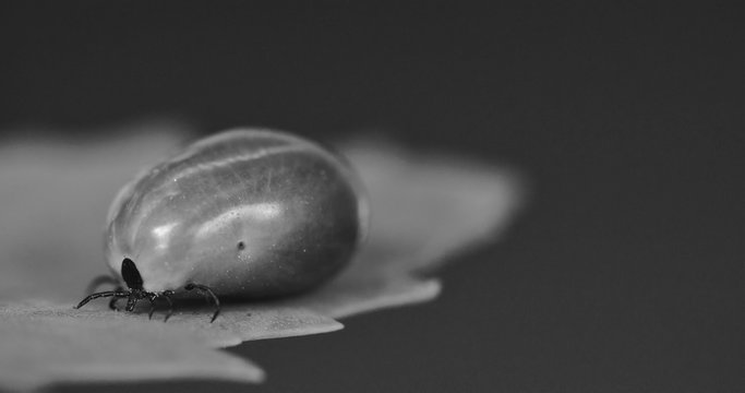 2674_A_tick_with_huge_stomach08-1.jpg