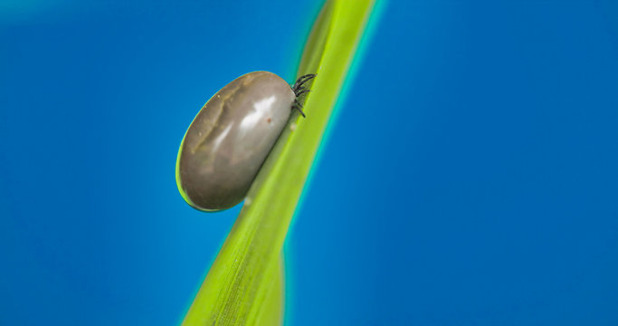 2672_A_small_fat_tick_on_the_leaf00.jpg