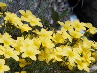 Golden flax ou yellow flax (Linum flavum) of the massif of Bessillon in Provence