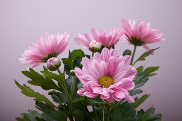 Fototapeta premium nature background pink chrysanthemum flowers