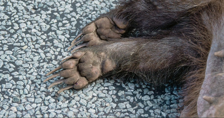 2757_The_hands_of_a_dead_Badger_with_flies_on_it0000.jpg © Nordicstocks