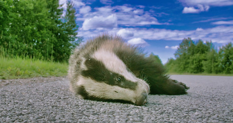 2758_A_dead_black_Badger_lying_on_the_side_of_the_street000-1.jpg © Nordicstocks