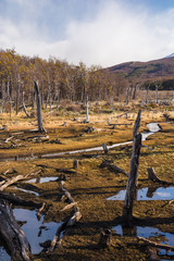 Floaded old forest attacked by exotic beavers, resposible of building dams, canals and lodges which affect the endemic species. In Tierra del Fuego national park near Ushuaia, Argentina