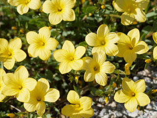 Golden flax ou yellow flax (Linum flavum) of the massif of Bessillon in Provence