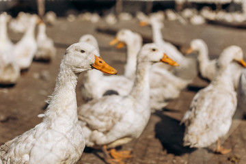 large group of white ducks. farm
