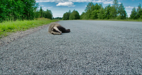 2758_A_dead_black_Badger_lying_on_the_side_of_the_street0000.jpg