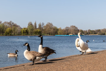 Hyde Park in London, England