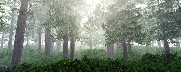 Forest in the morning haze, trees in the fog, forest edge