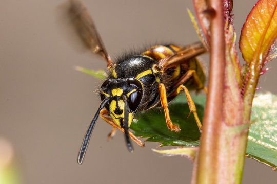 Close-up look on a wasp - danger of swallowing a wasp in the summer