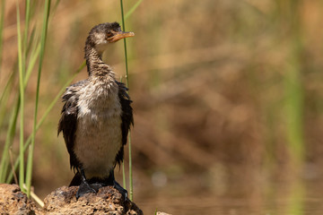 Cormoran