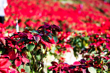 Christmas star at garden.