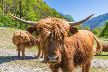 Close up of scottish highland cow in field