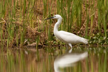 Aigrette