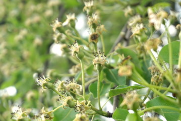 young pears after flowering
