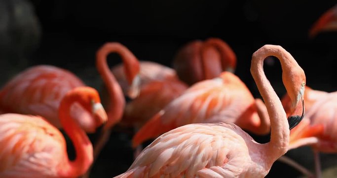 Cartagena Columbia pink Flamingos beautiful. Major port trading center founded by Colonial Spanish in 1533. Old town and walled protected city. Economy based on tourism and commerce.