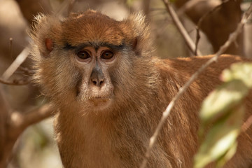 Singe patas
