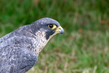 Peregrine falcon (Falco peregrinus )
