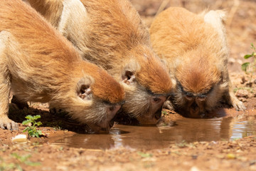 Obraz premium Singe patas