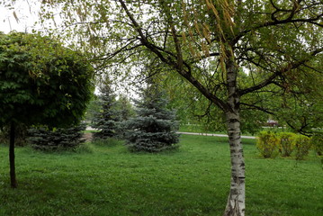 trees in park