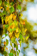 The branch of birch with leaves, which begins to yellow, in the beginning of autumn on a blurred background_
