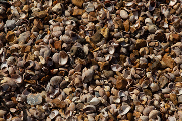 Sea shells background on the beach, Hampshire.