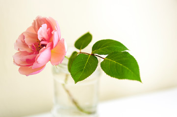 Single pink rose in the jar - beautiful flower