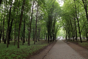 road in forest