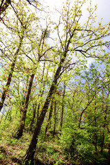 Forest trees. nature green wood sunlight backgrounds. Vertical.