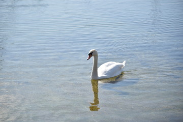 Obraz premium Ein Schwan