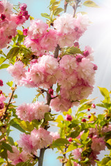 Pink flowers of sakura on the background of the blue sky are illuminated with sunlight_