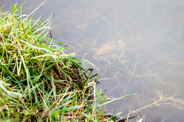 A pair of mating Common Toads (Bufo bufo) in a pond.