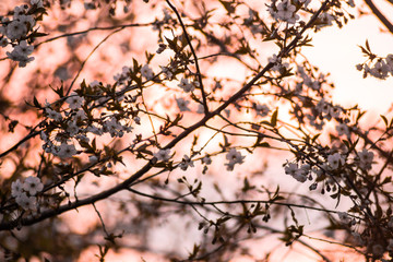 Fototapeta na wymiar cherry tree blossom at pink time