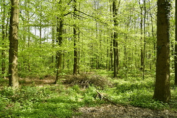 Zone des orties au bois des Capucins à Tervuren