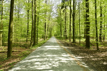 Route de forêt au milieu de la végétation luxuriante de printemps au bois des Capucins à...