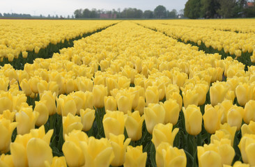 Im Tulpenacker in Holland