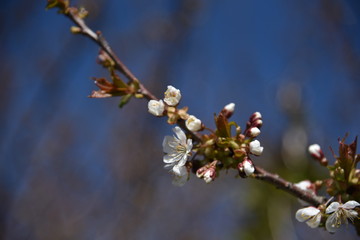 Blüten an einem Baum