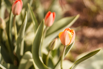 tulips are orange, bright green, close-up blurred background