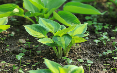 green flower sprout with large leaves on the ground