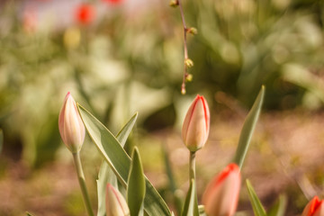 tulips are orange, bright green, close-up blurred background