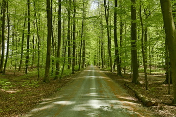 Fototapeta na wymiar Route tranquille et ombragée sous le feuillage luxuriant des hêtres au bois des Capucins à Tervuren