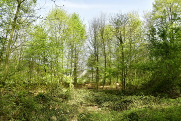 L'une des zones de broussailles près d'une zone résidentielle au bois des Capucins à Tervuren