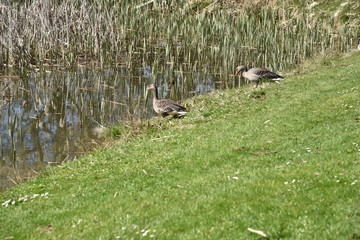 Enten mit Jungtieren Küken