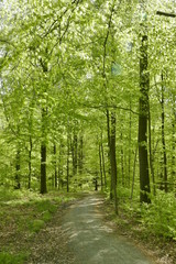 Chemin secondaire sous le feuillage luxuriant du printemps au bois des Capucins à Tervuren