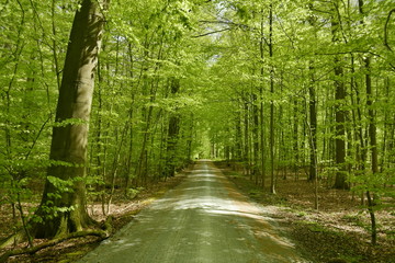 Route tranquille et ombragée sous le feuillage luxuriant des hêtres au bois des Capucins à Tervuren